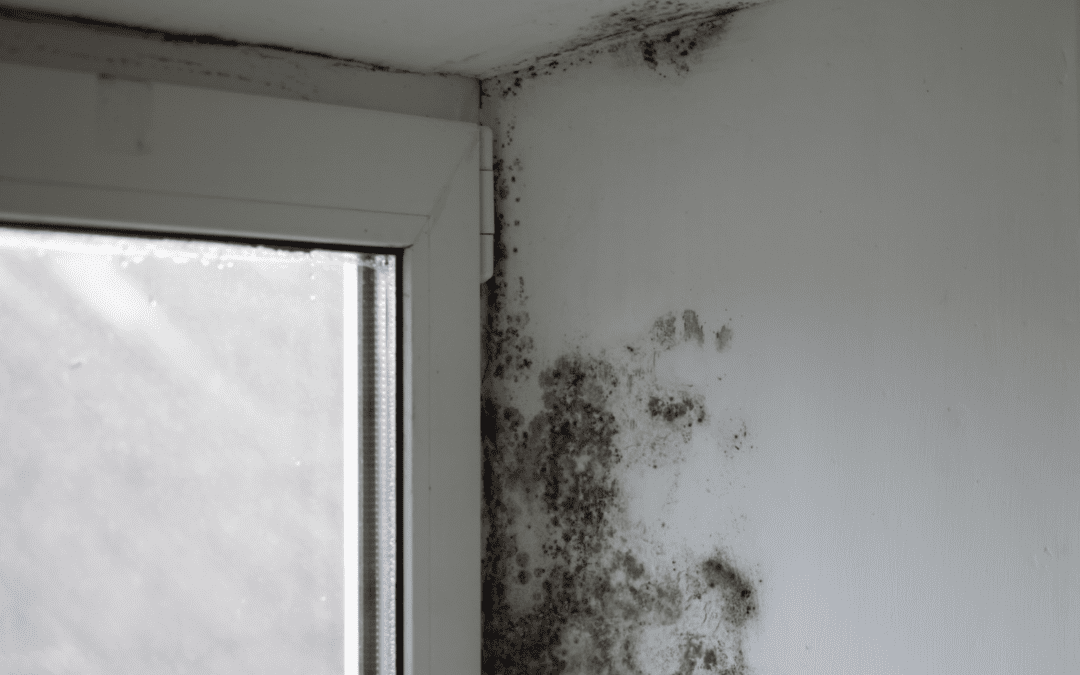 humidité et moisissure dans les maisons