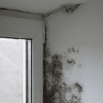 humidité et moisissure dans les maisons